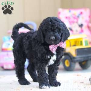 Duncan, Newfypoo Puppy